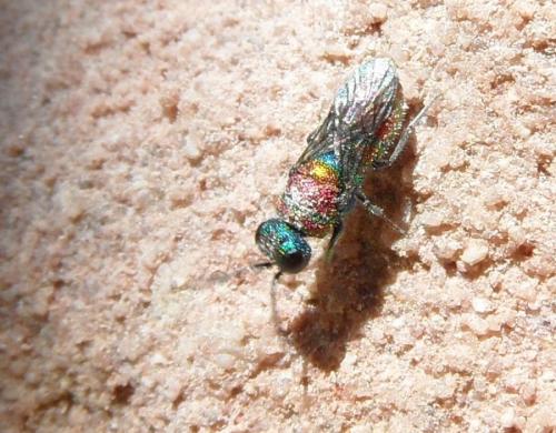 Chrysis sp.