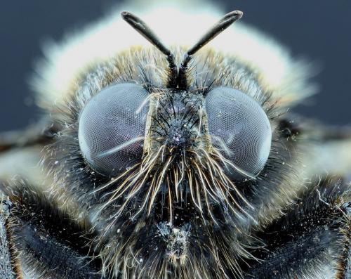 Laphria flava