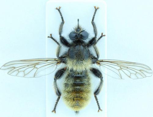 Laphria flava