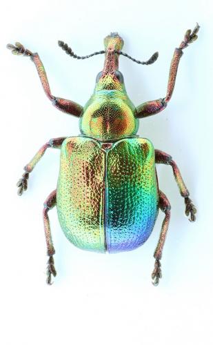 Byctiscus sp.