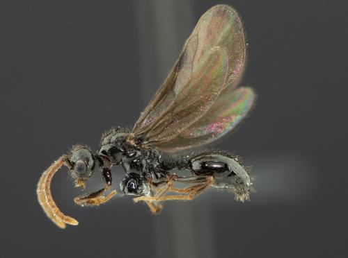 Myrmecina graminicola
