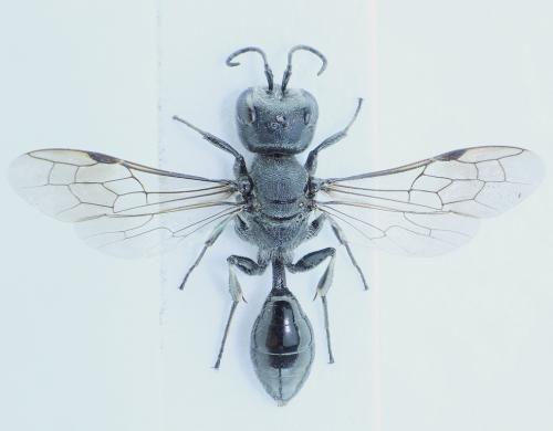Réf. 74 257 : Pemphredon lugubris