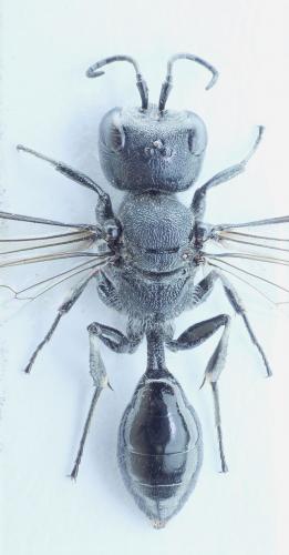 Réf. 74 258 : Pemphredon lugubris