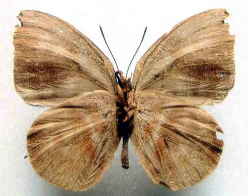 Phytala elais