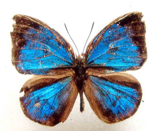 Phytala elais