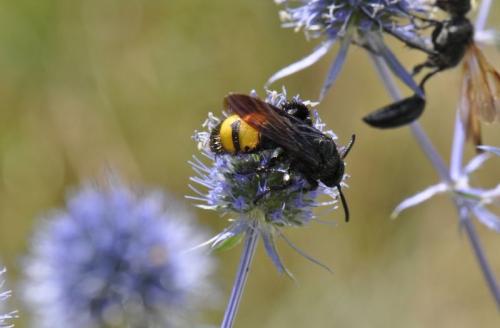 Scolia hirta