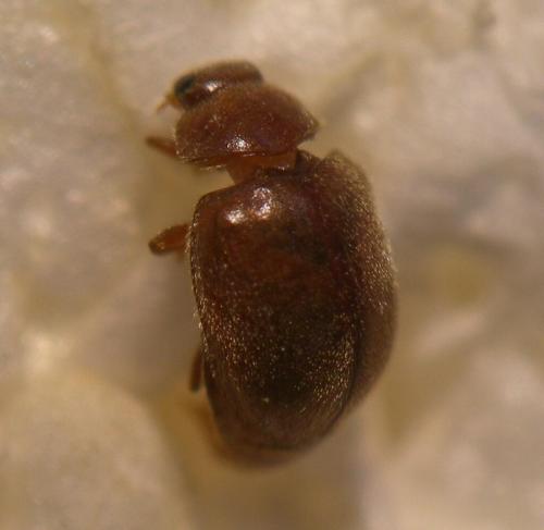 Réf. 74 443 : Scymnus abietis