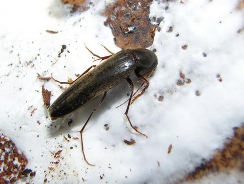 Réf. 74 090 : Serropalpus barbatus