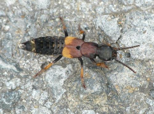 Dinothenarus fossor