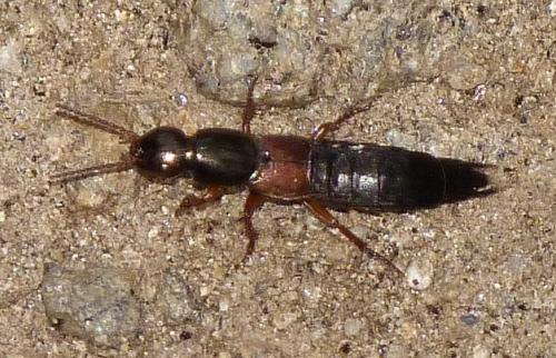 Ocypus fulvipennis