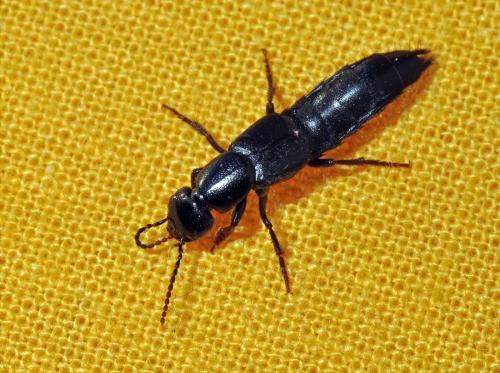 Réf. 74 735 : Tasgius ater