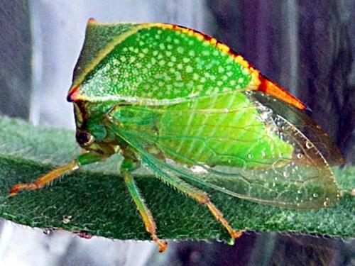 Stictocephala bisonia