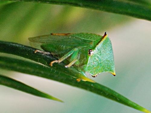 Réf. 74 688 : Stictocephala bisonia
