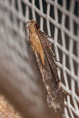 Réf. 74 203 : Stomopteryx basalis