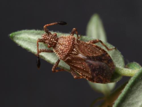 Réf. 74 513 : Strobilotoma typhaecornis