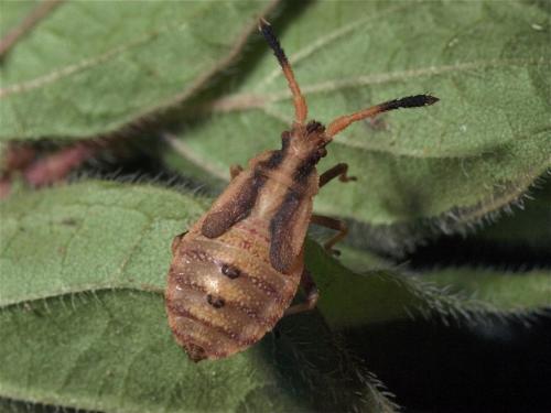 Réf. 74 514 : Strobilotoma typhaecornis