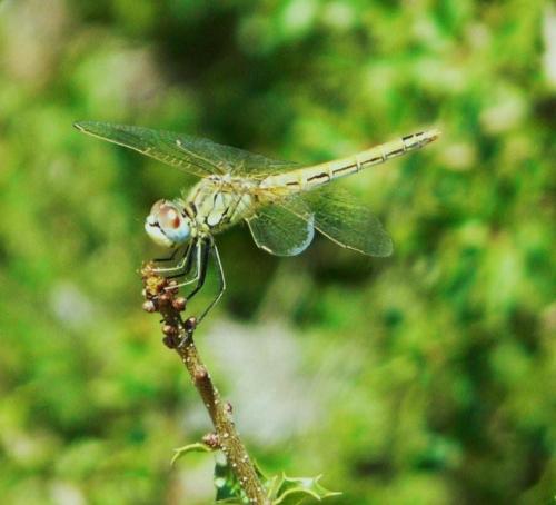 Sympetrum fonscolombii