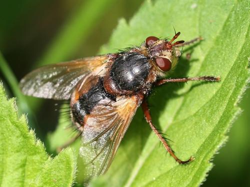 Réf. 74 221 : Tachina fera