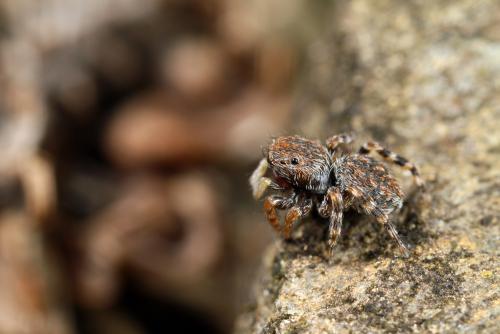 Talavera petrensis
