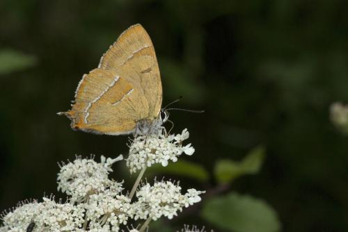 Thecla betulae