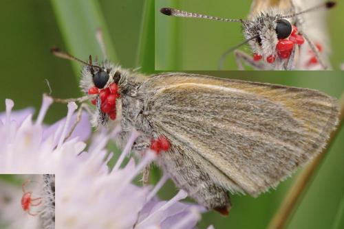 Réf. 74 137 : Trombidium breei