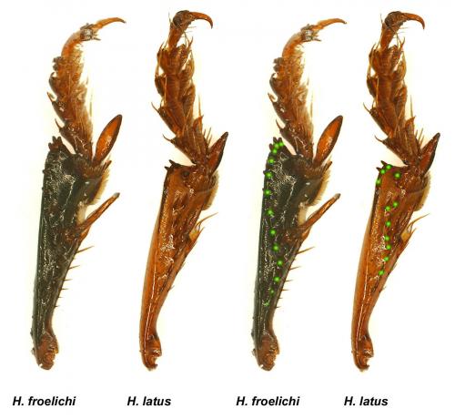 Harpalus divers