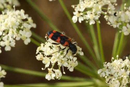 Trichodes leucopsideus