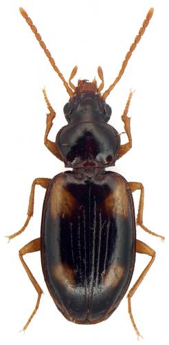 Tachyura ferroa