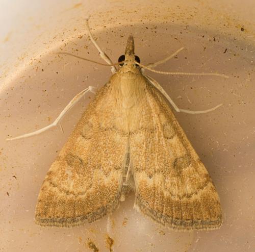 Réf. 74 060 : Udea fulvalis