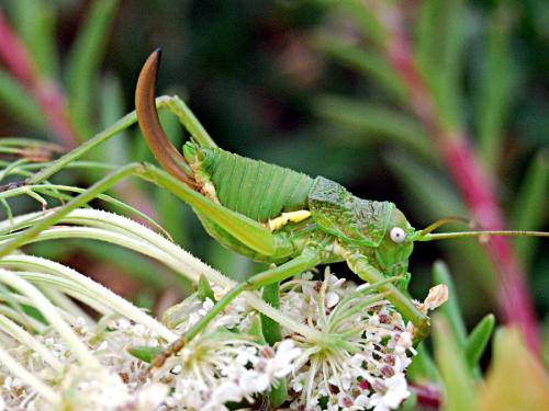 Réf. 74 287 : Uromenus rugosicollis