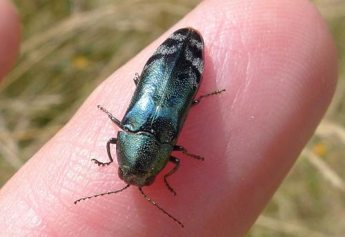 Réf. 74 516 : Coraebus fasciatus