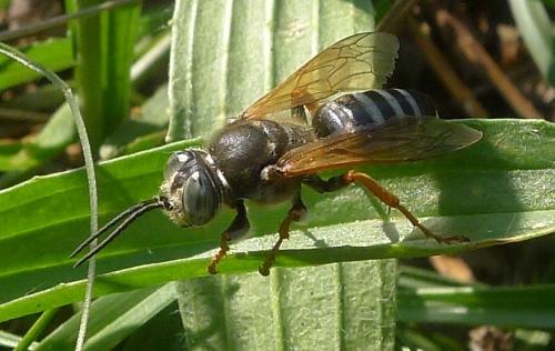 Tachytes etruscus