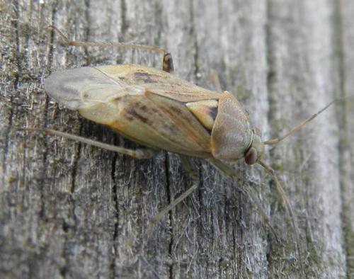 Réf. 74 213 : Lygus rugulipennis