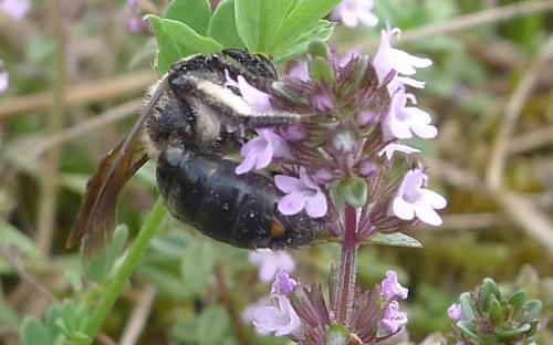 Andrena sp.