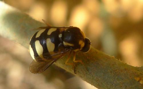 Cyrtus gibbus