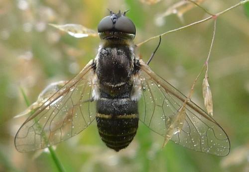 Micomitra sp.