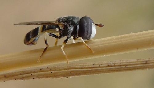 Réf. 74 518 : Paragus sp.