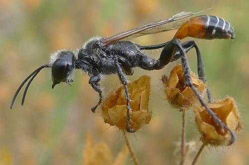 Prionyx kirbii