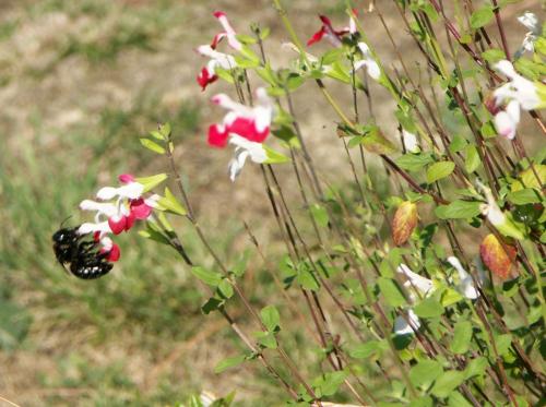 Xylocopa sp.