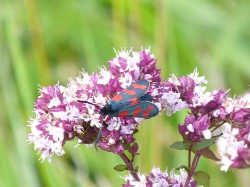 Zygaena filipendulae