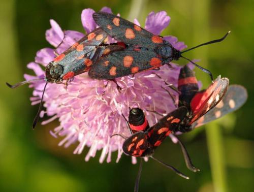 Zygaena divers
