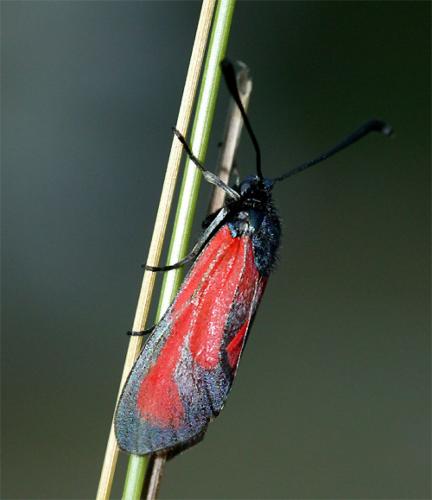 Zygaena erythrus