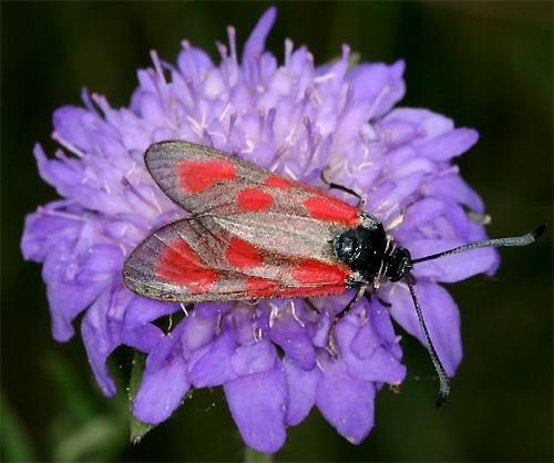 Zygaena loti