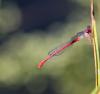 Ceriagrion tenellum