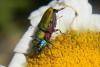 74935 – Photo : Nicolas Alric – France (12)