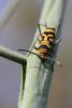 74835 – Photo : Duborget Robin – France (20)