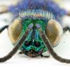 74810 – Photo : David Ignace – Belgique