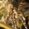 74177 – Photo : Pascal Vigneron – France (52)