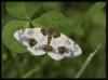 74755 – Photo : Olivier Bouteleux – France (80)