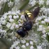 Ectemnius fossorius